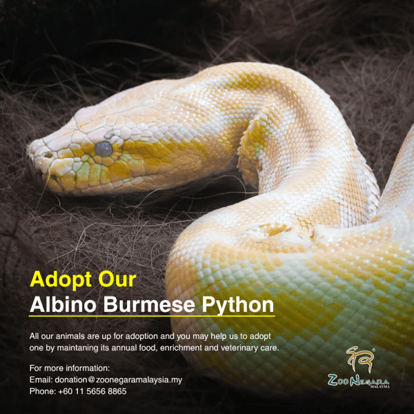 Albino Burmese Python