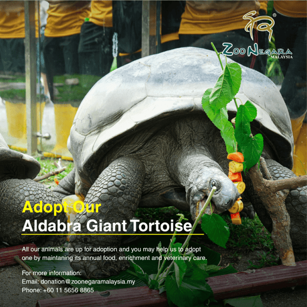 Aldabra Giant Tortoise
