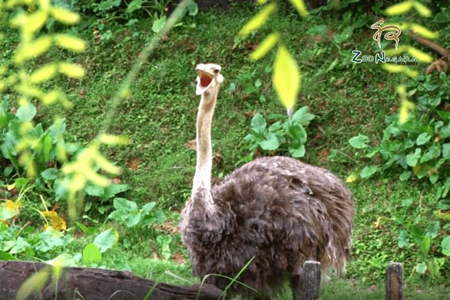 Zoo Negara Corporate Video