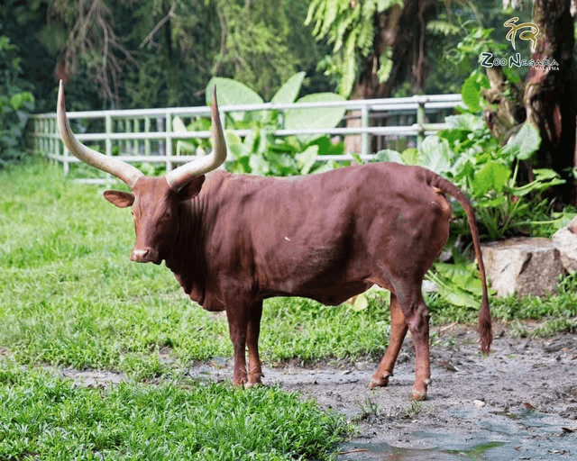 ankolecattle