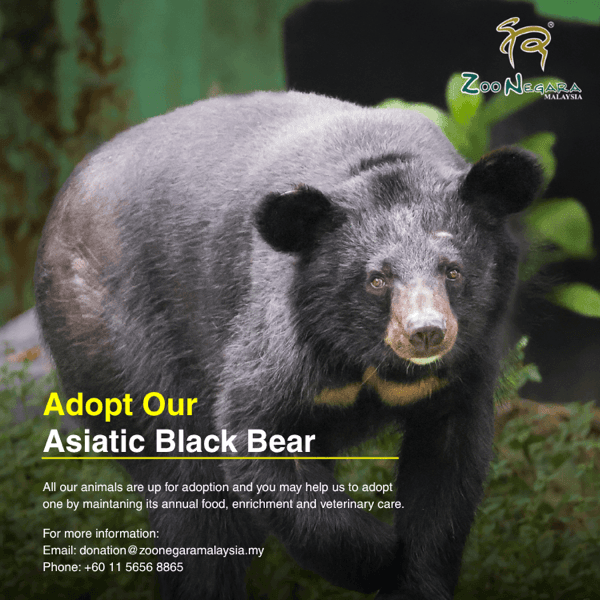 Asiatic Black Bear