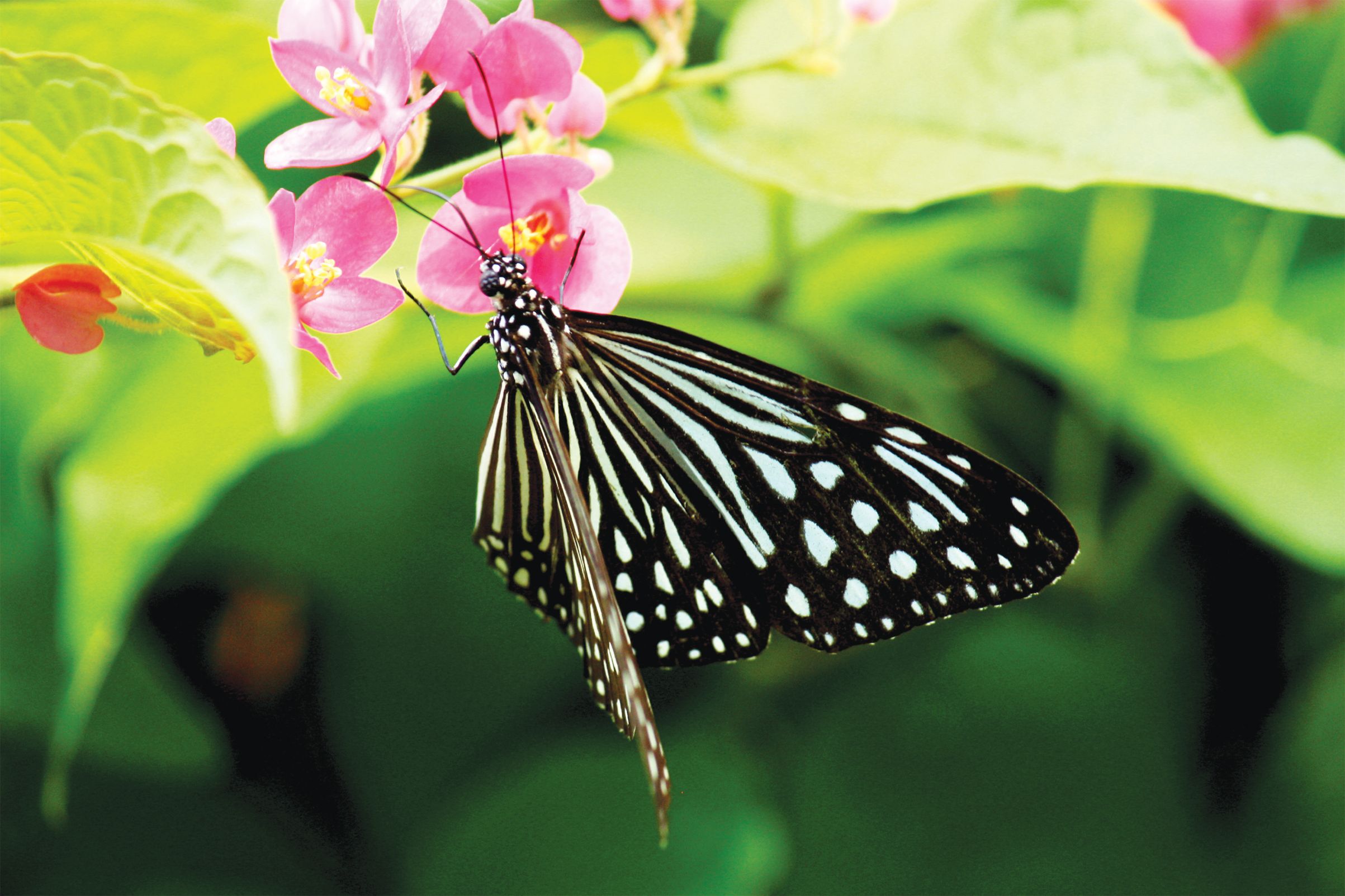 Biodiversity & Avifauna Trail