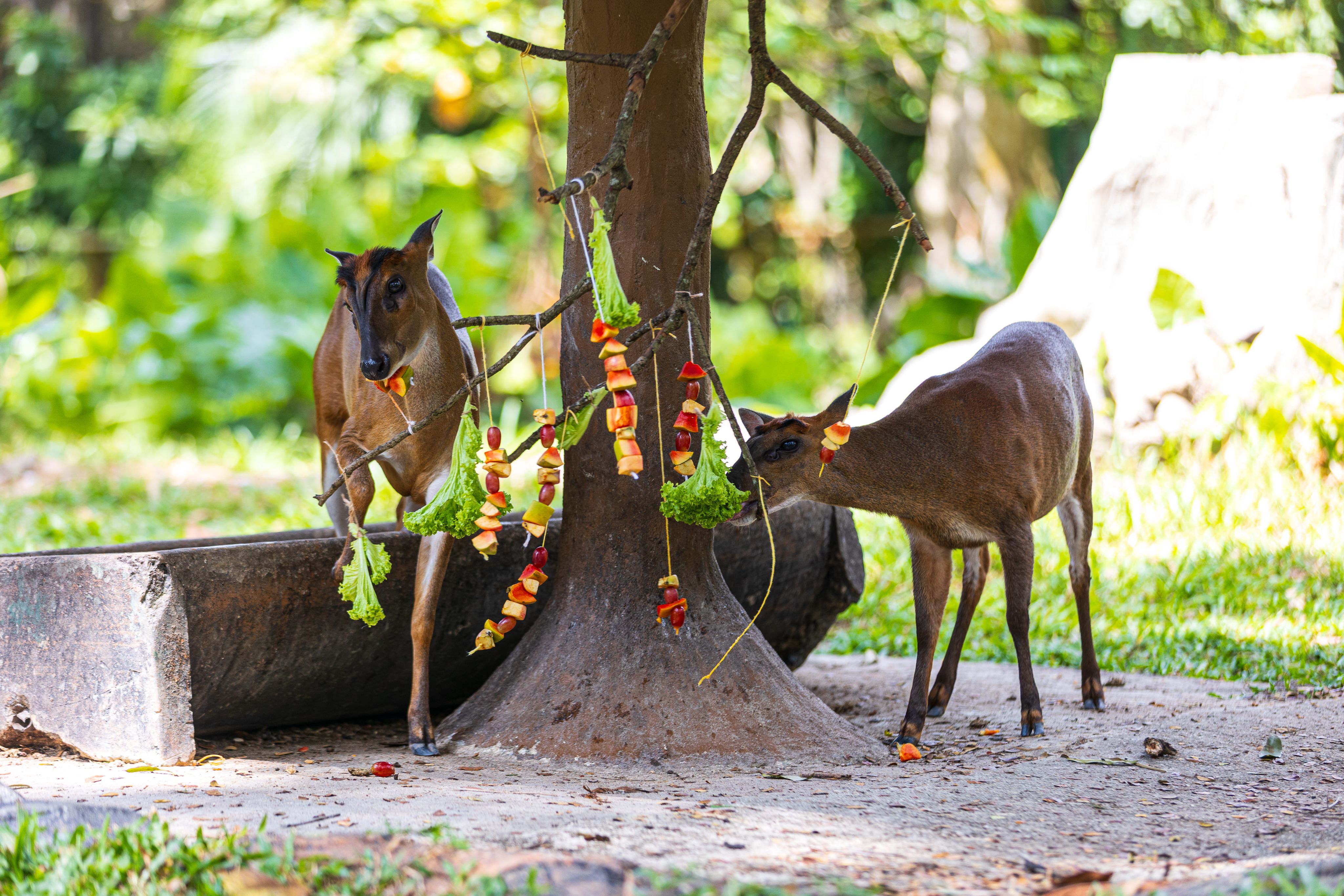 Animals feeding at Zoo Negara