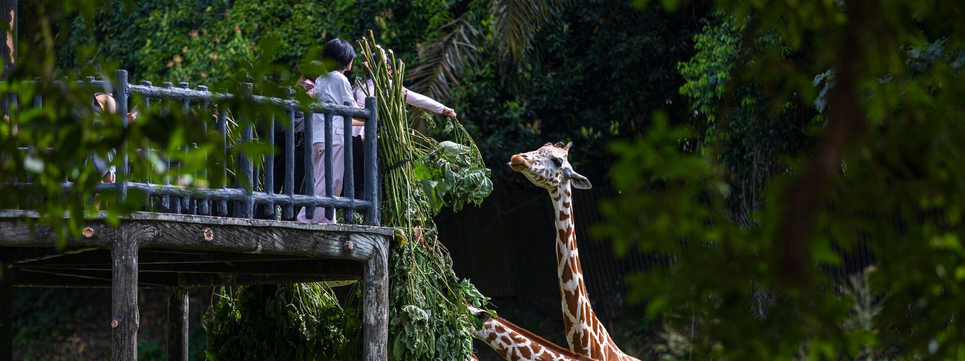 Giraffe feeding at Zoo Negara