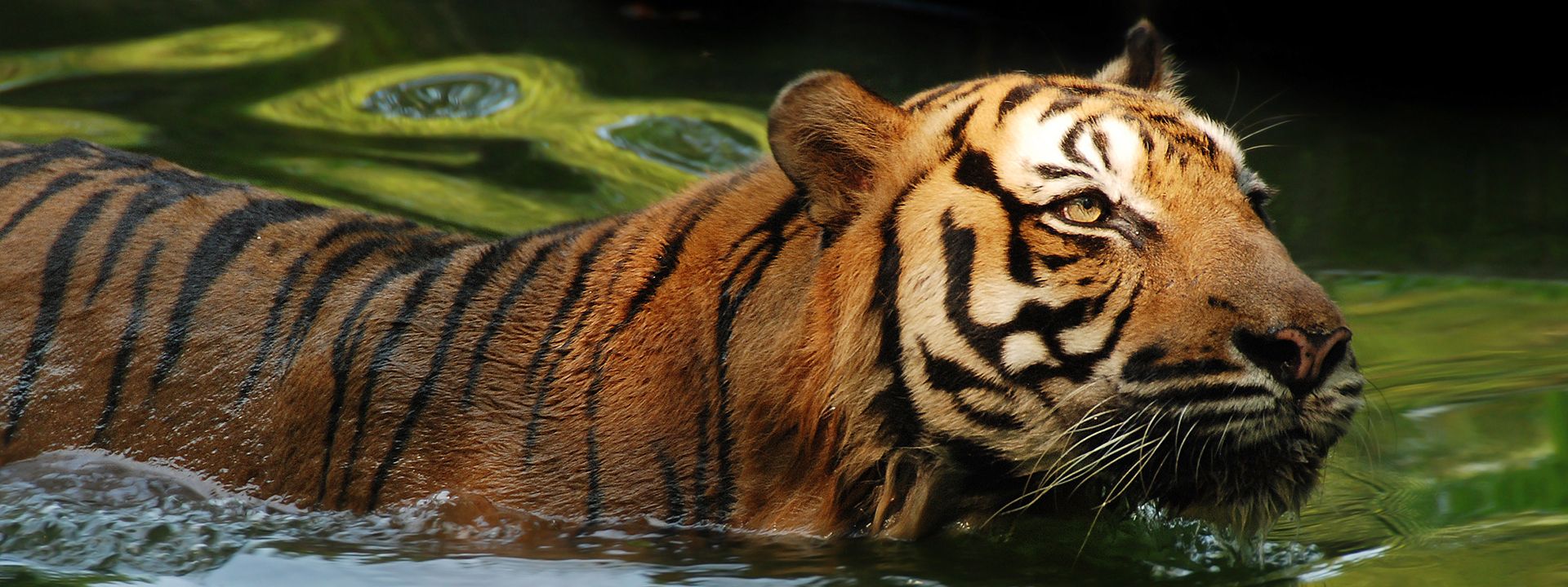 Tiger at Zoo Negara