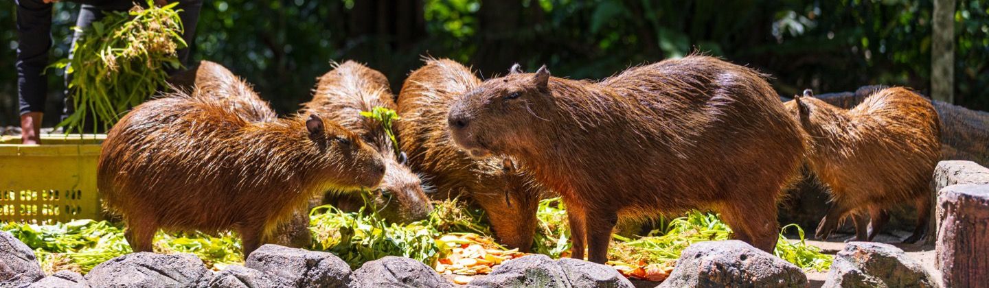 Capybaras at Zoo Negara