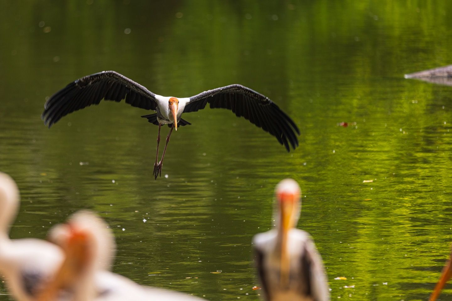 Wildlife photography at Zoo Negara