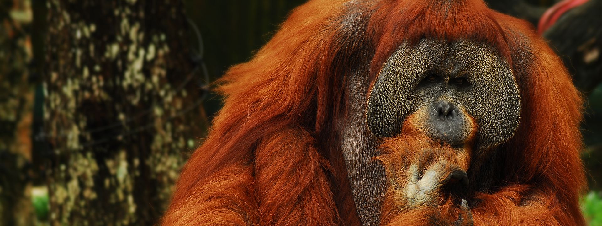 Animals at Zoo Negara