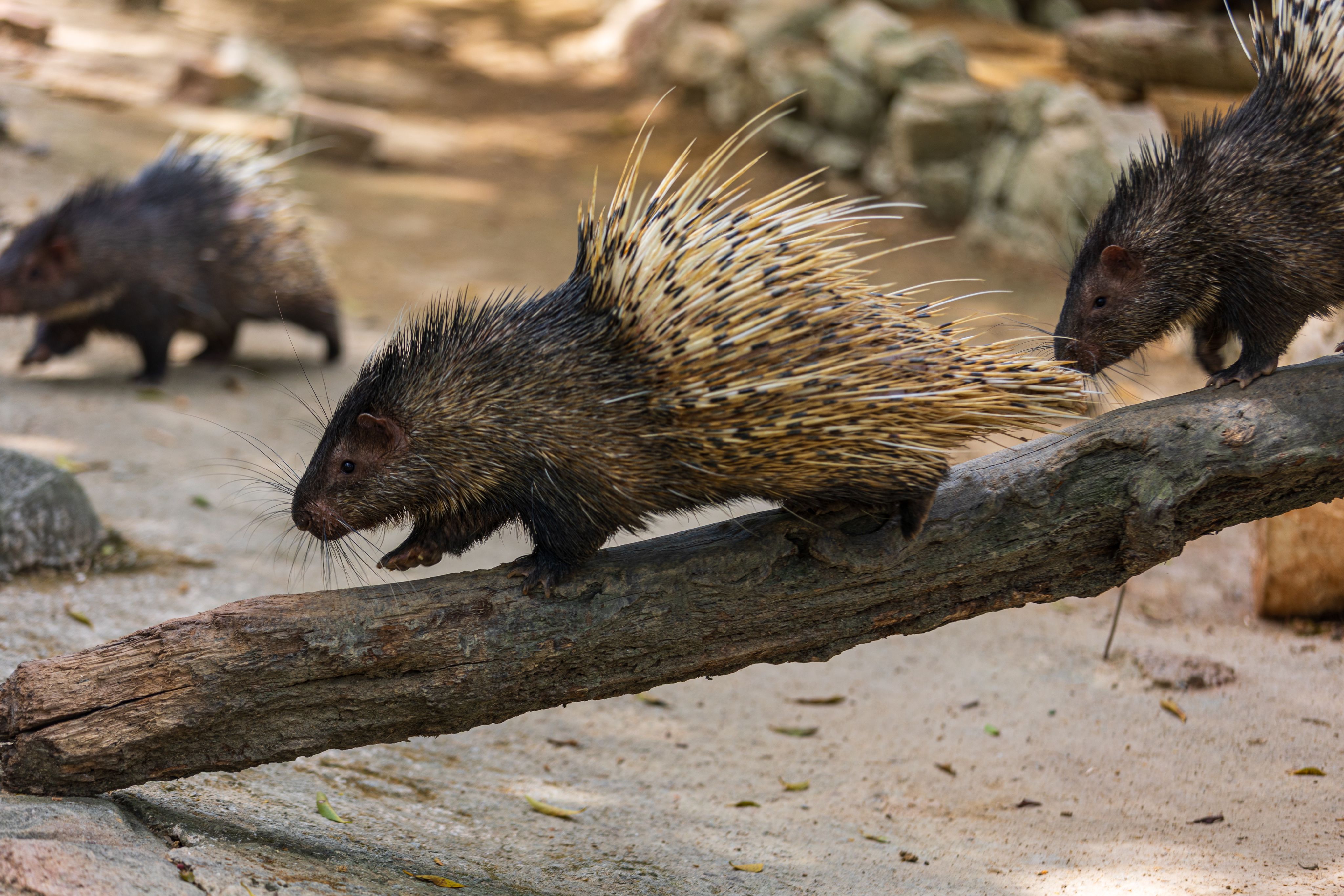 Porcupines at Zoo Negara