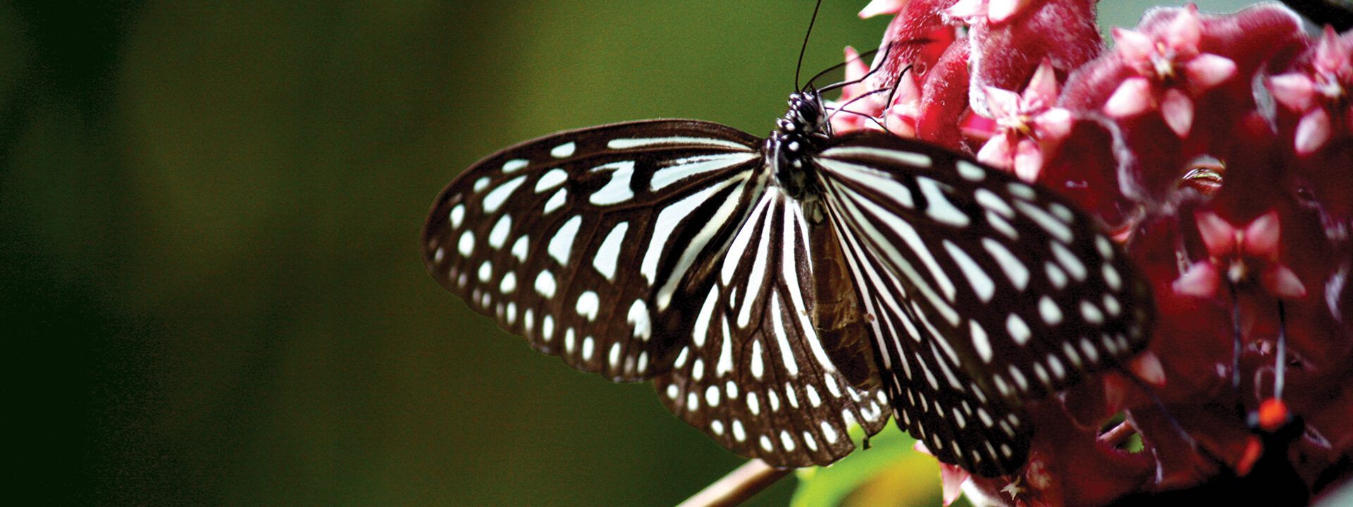 Blue glassy tiger butterfly on pink flowers at Zoo Negara