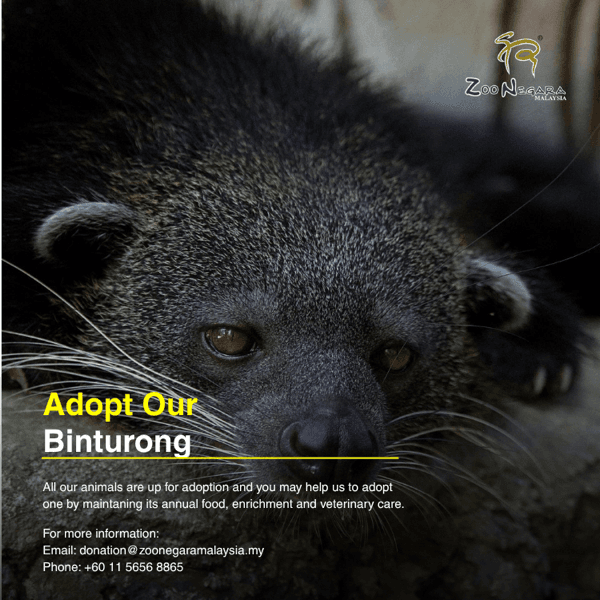 Binturong