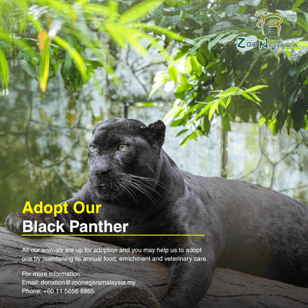 Black Leopard