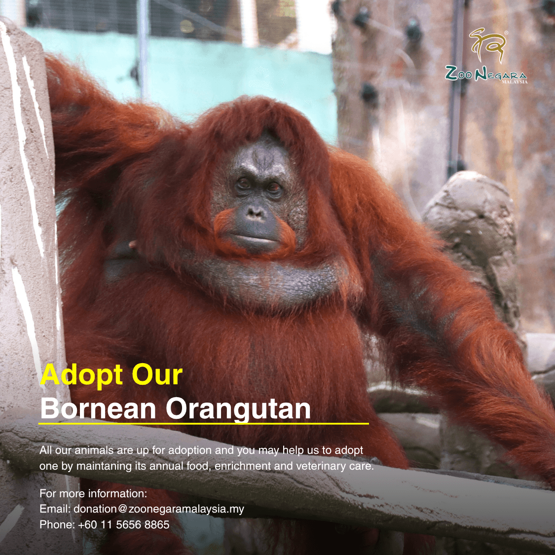 Orangutan (Bornean)