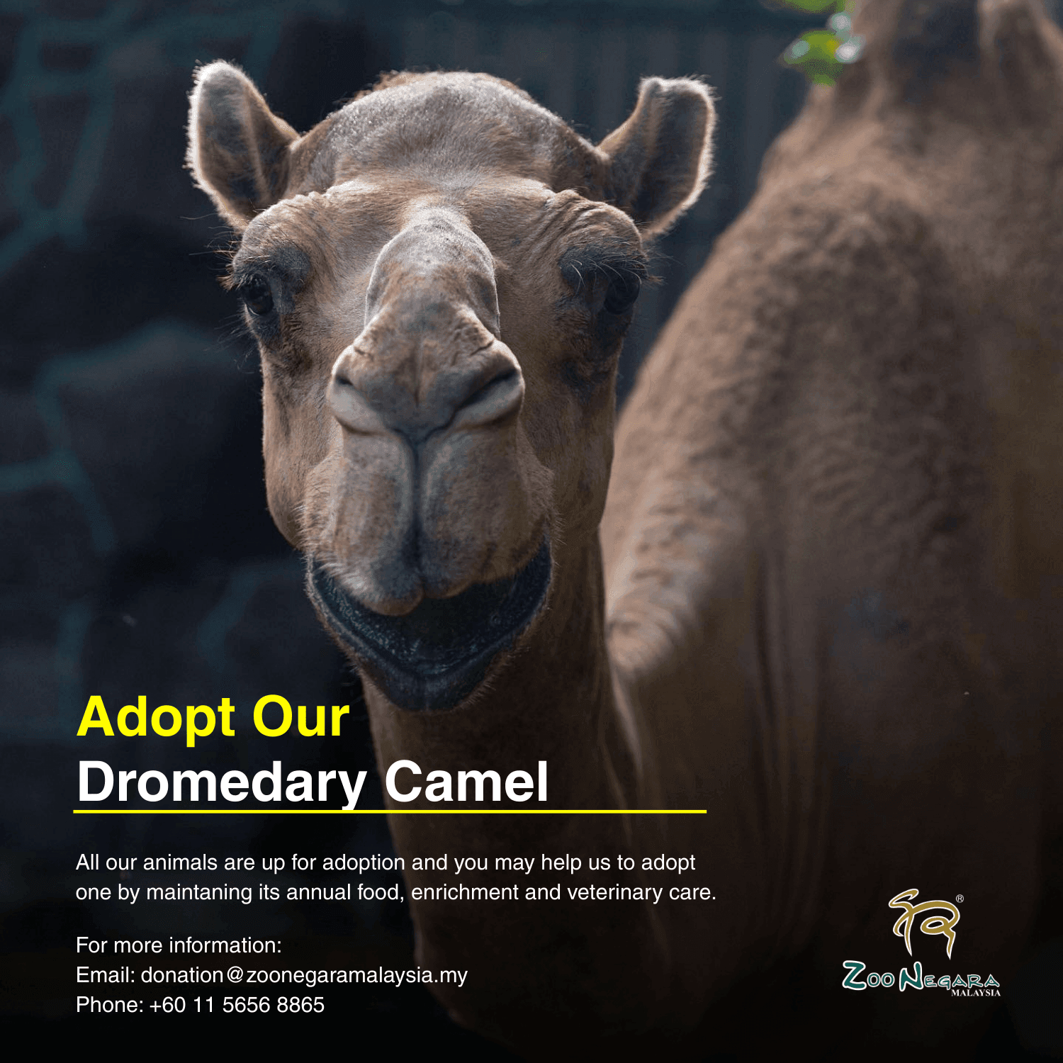 Camel