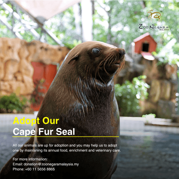 Cape Fur Seal
