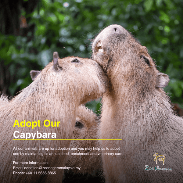 Capybara