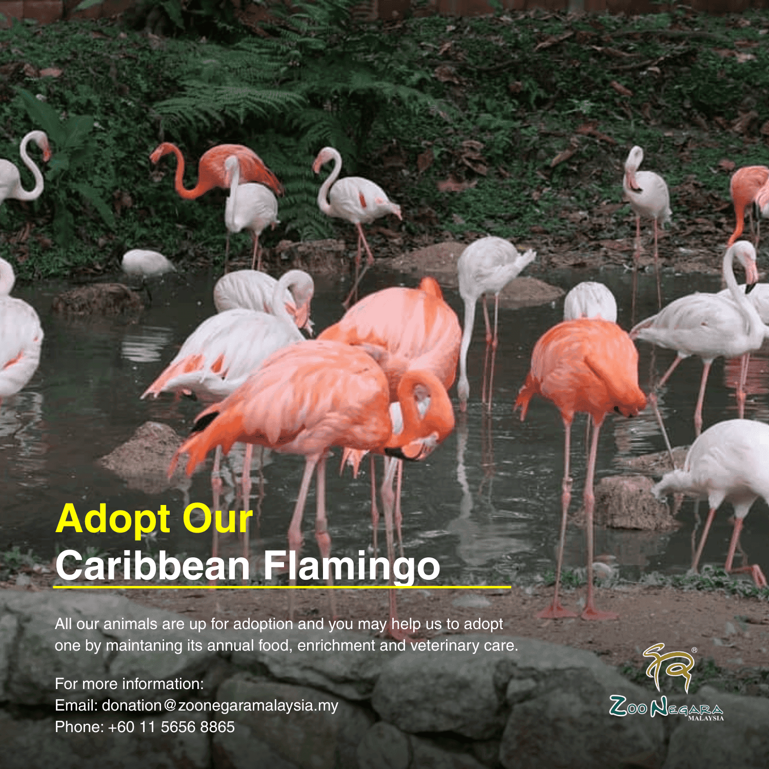 Caribbean Flamingo