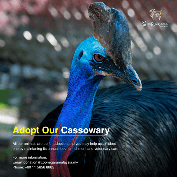 Cassowary