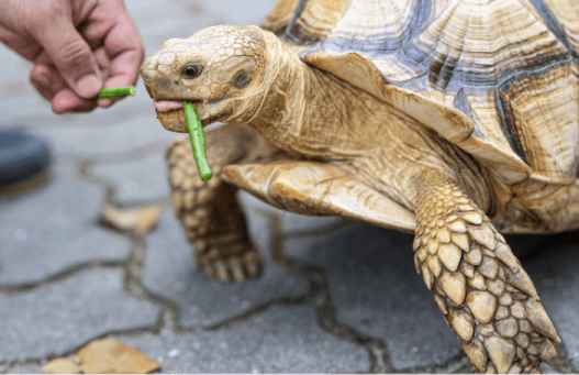 Feeding animals at Zoo Negara