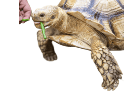 cta-feed-tortoise-cutout