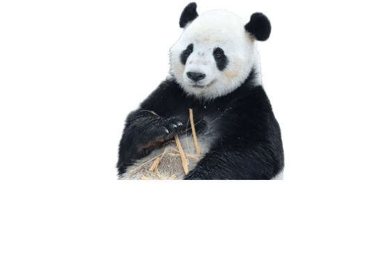 cta-panda-cutout