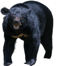 decor-black-bear