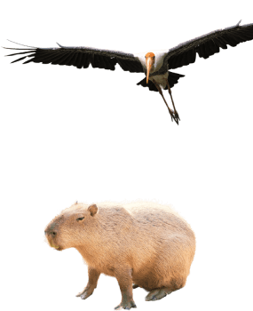 decor-capybara-crane