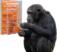 decor-gorilla-animal-care