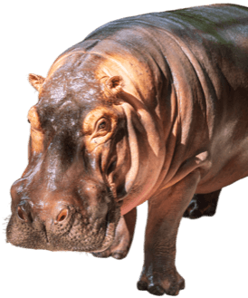 decor-hippo