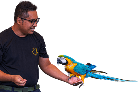 decor-parrot-show