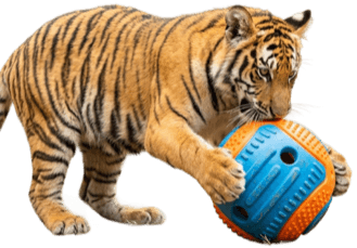 decor-tiger-animal-care