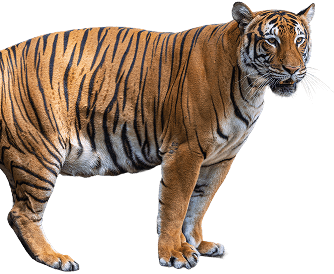 decor-tiger