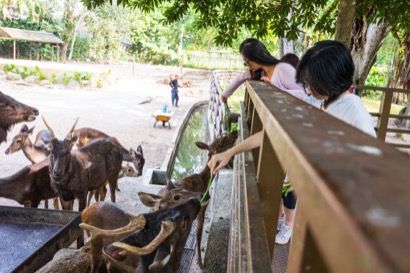 Animal feeding session