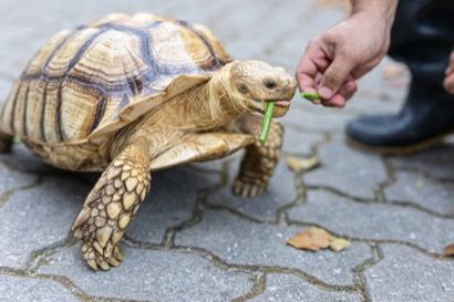 Wildlife feeding