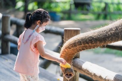 Elephant feeding