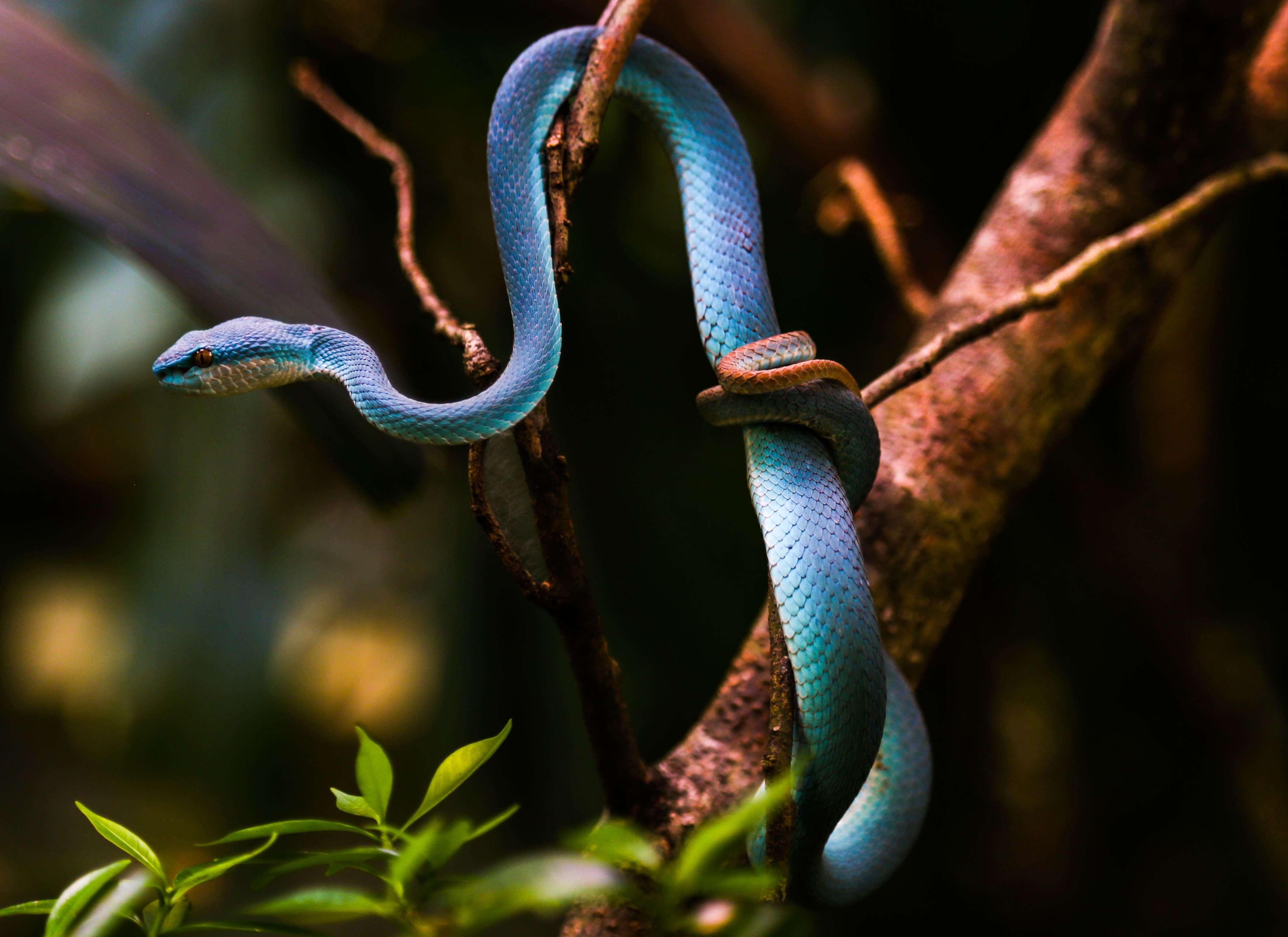 Mesomammal & Herpetofauna Trail