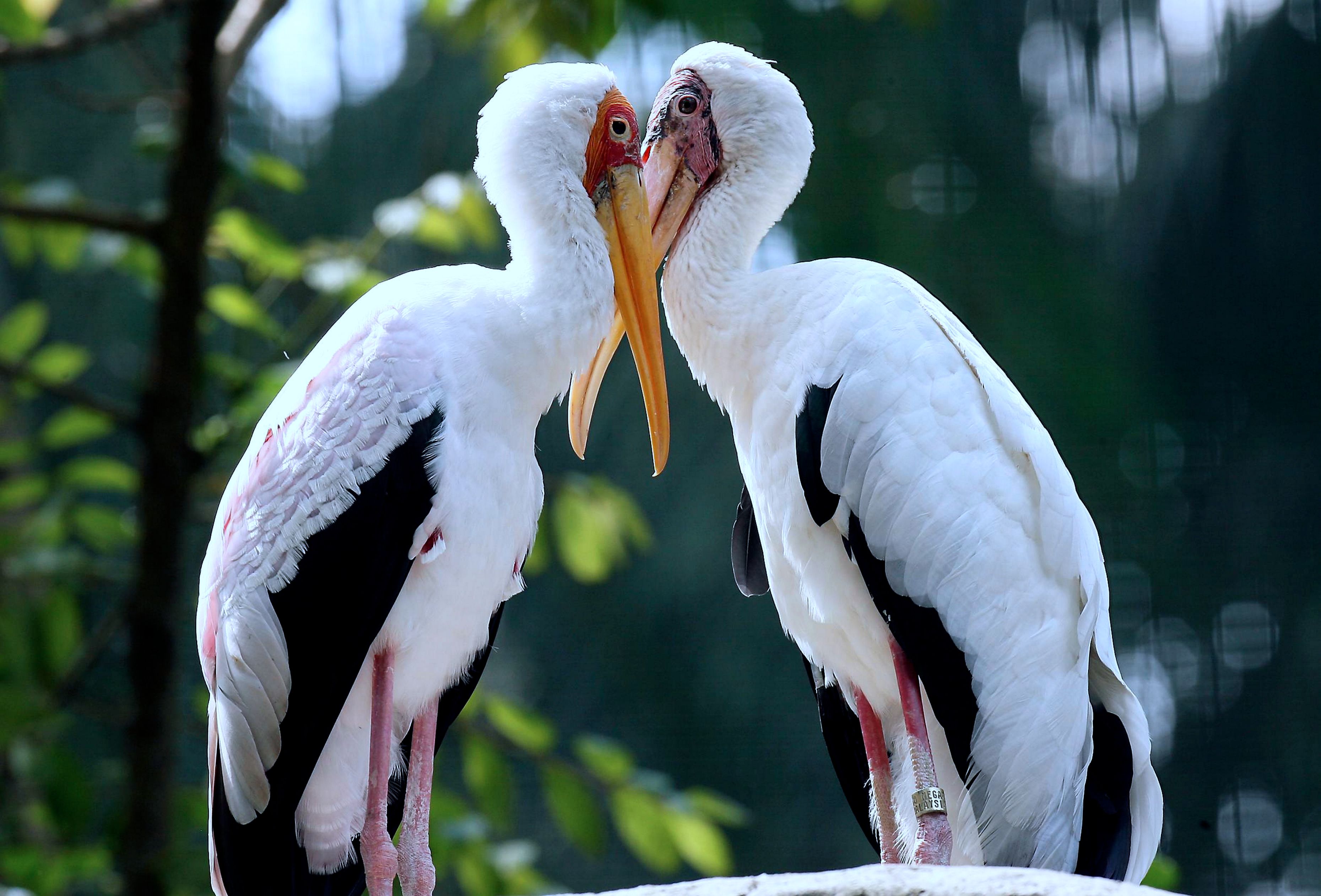 Milky Stork