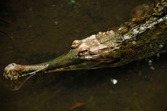 False Gharial