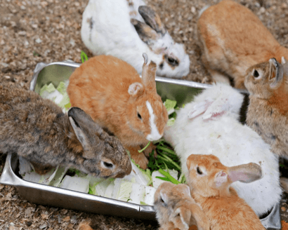 Animal encounter