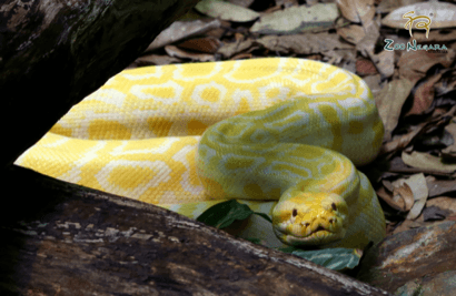 Zoo star appearance