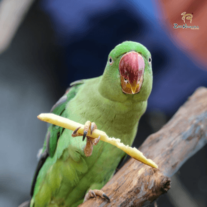 Wildlife experience