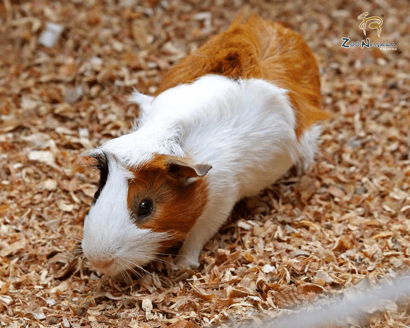 Animal interaction