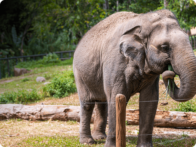 Elephants