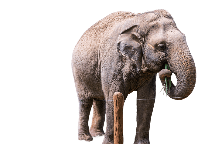 Elephants