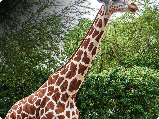 Giraffes