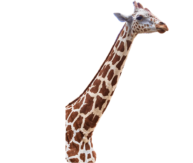 Giraffes