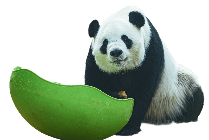 Pandas