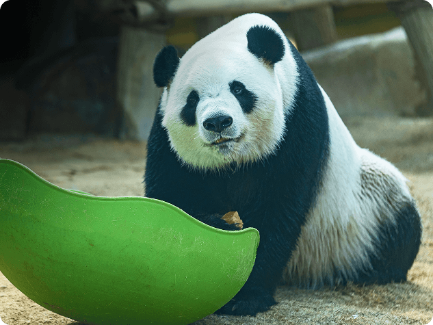 Pandas
