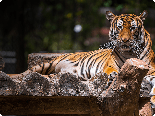 Tigers
