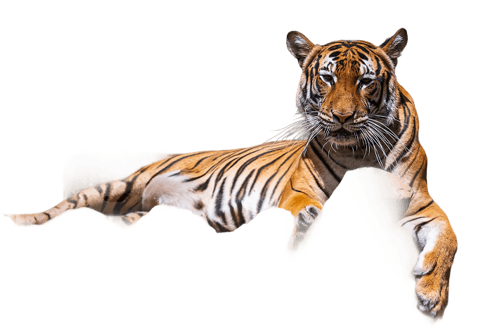 Tigers